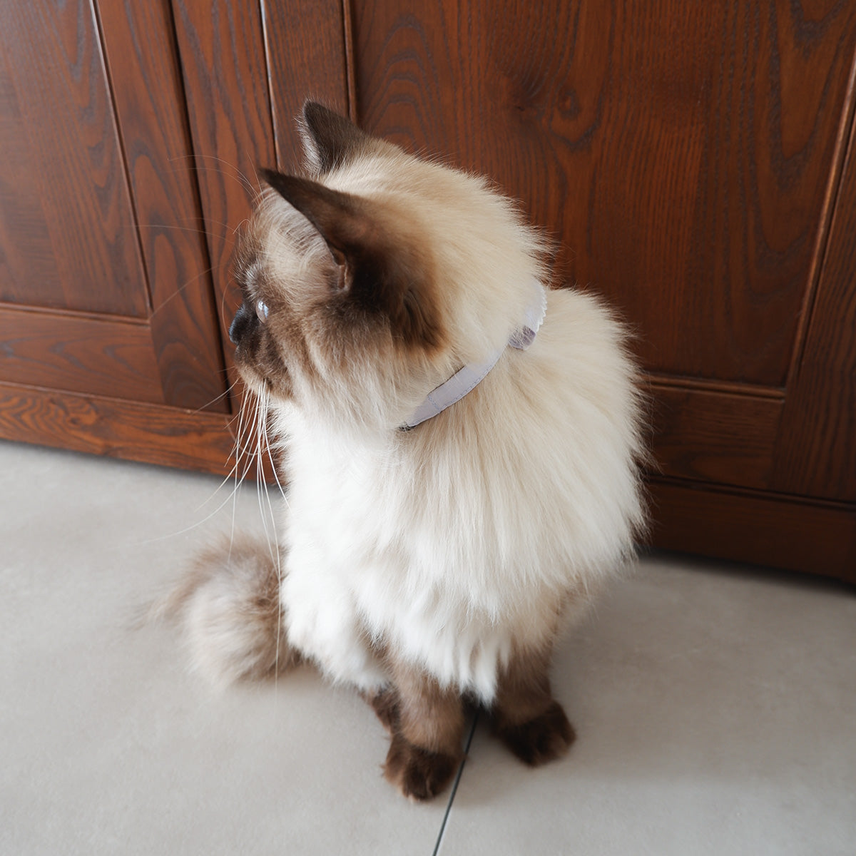 猫にやさしいスタイカラー【Trim Lace/ラベンダー】