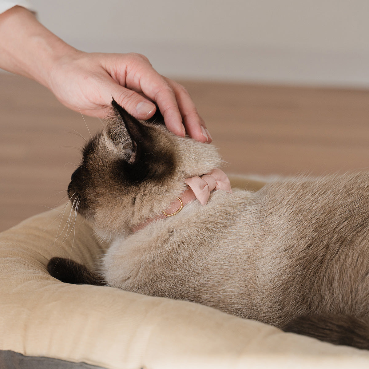 猫にやさしいコットン首輪/リボン【Liberty/Walter's Meadow GR】