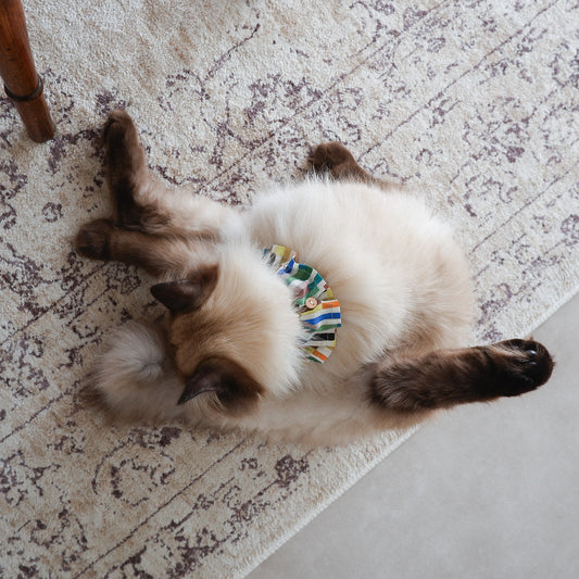 猫にやさしいコットン首輪/フリル【Liberty/Maksimus OR】