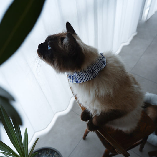 〈5/8発売〉猫にやさしいコットン首輪/フリル【Sunny days stripe/BU】