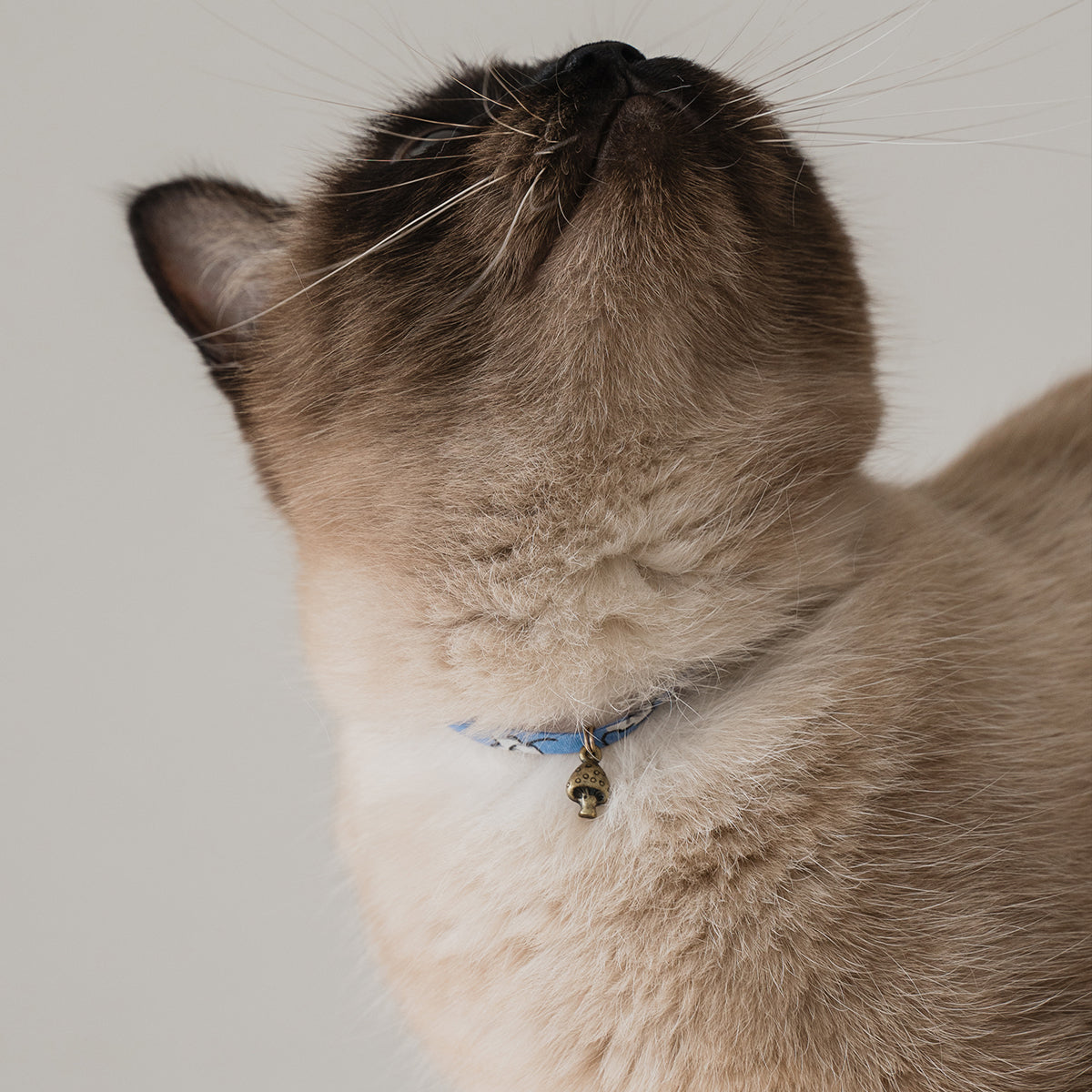 猫にやさしいコットン首輪/チョーカー×ちいさく鳴る鈴【Black】