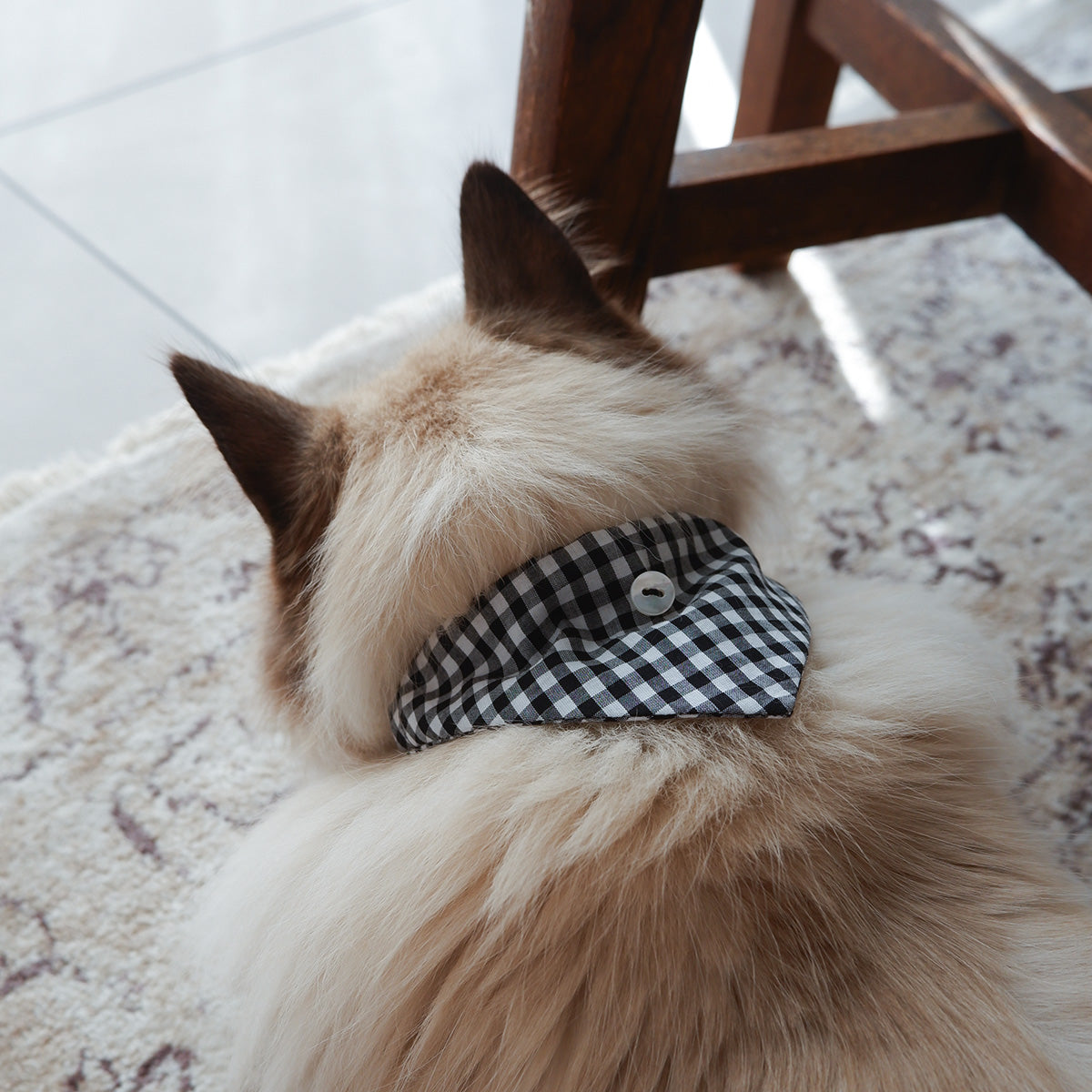 猫にやさしいスタイカラー【ギンガム/Black】