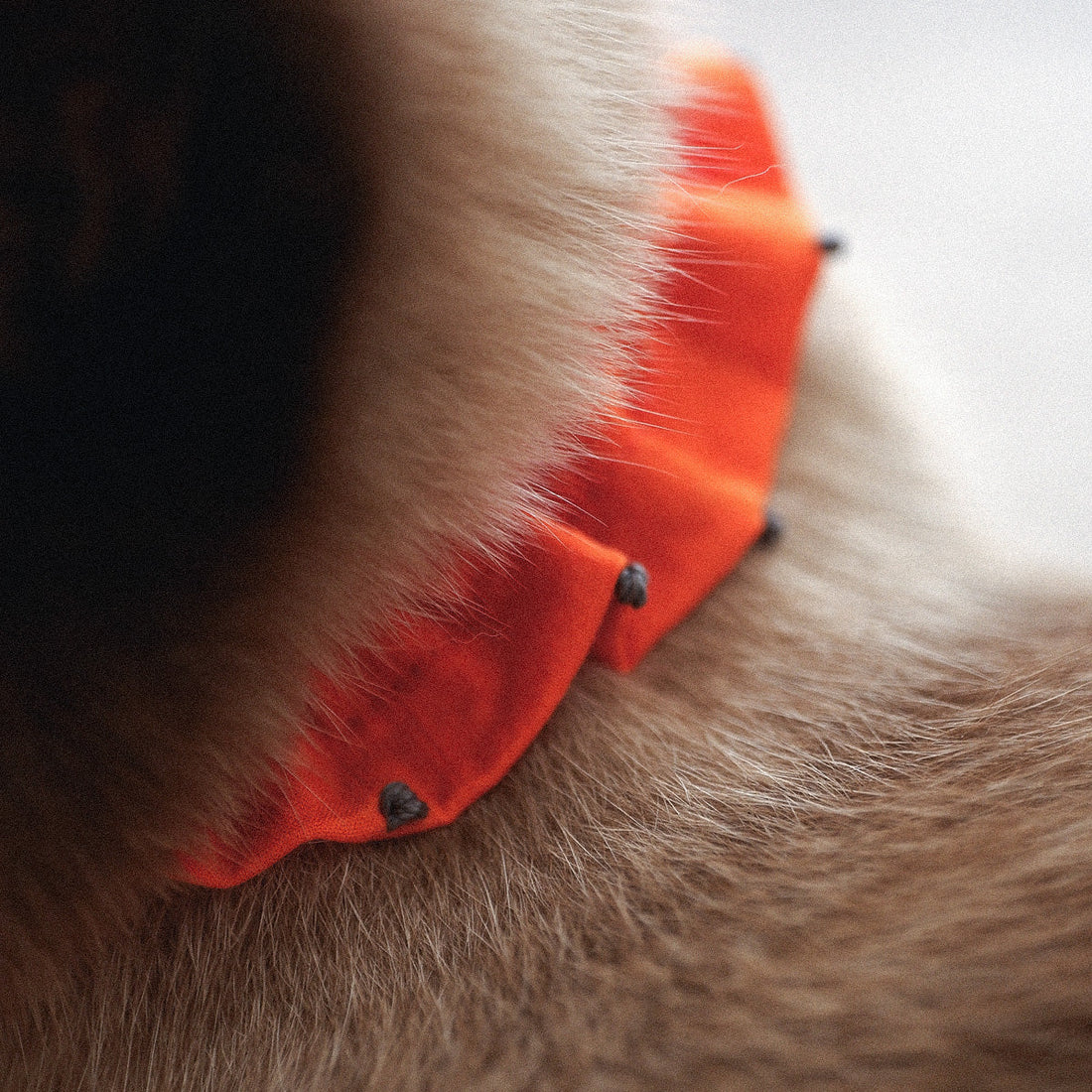 【2026.10.8 Fri. 19:00-】新商品発売のご案内