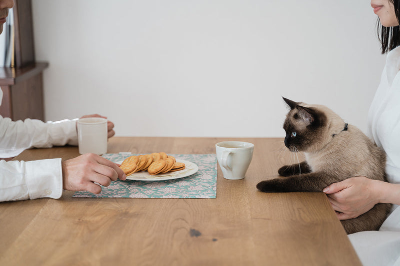 はじめての猫との暮らしに必要なものをまとめました。