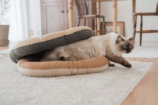 防災の日に考える、猫と一緒に避難するための備えとは？