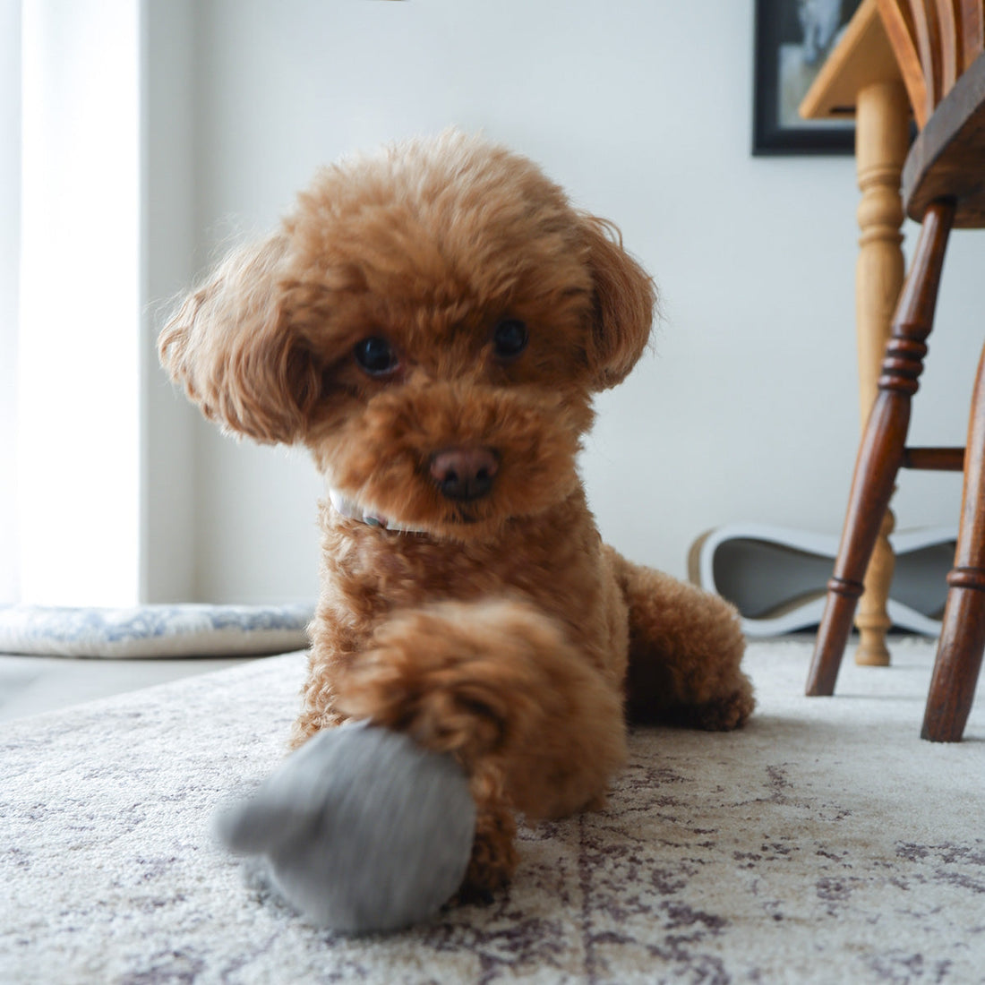愛猫にも、愛犬にも。待望の「大きめサイズ」の首輪が仲間入りしました。
