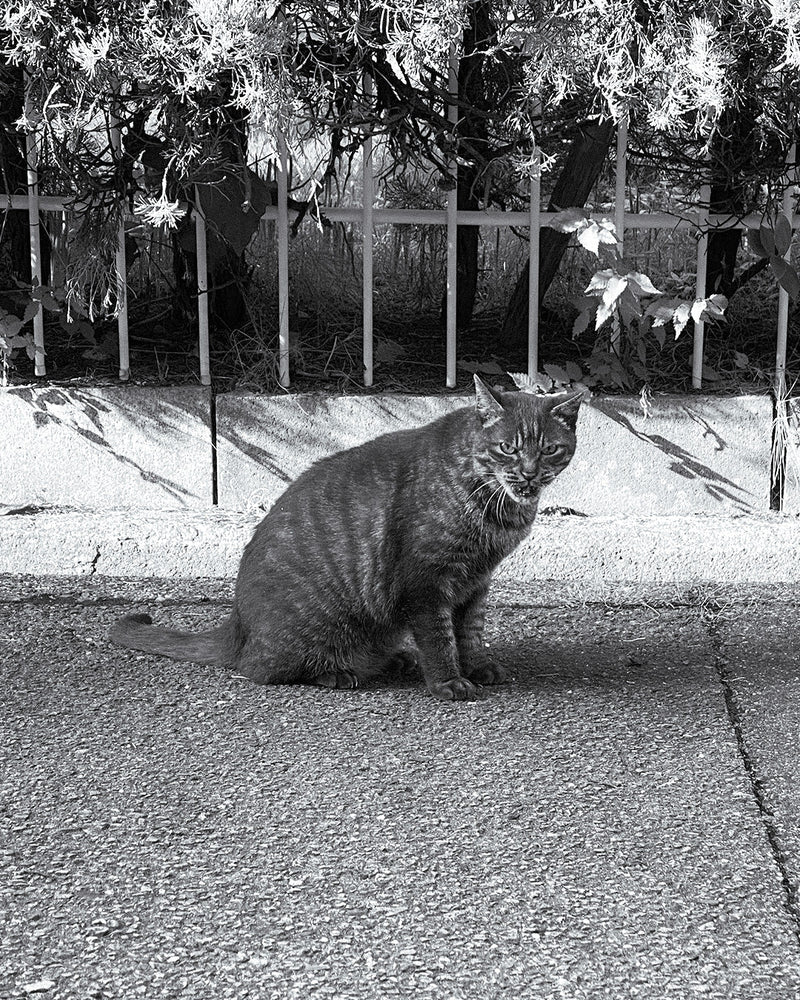 International Cat Day（世界猫の日）2026開催のお知らせ