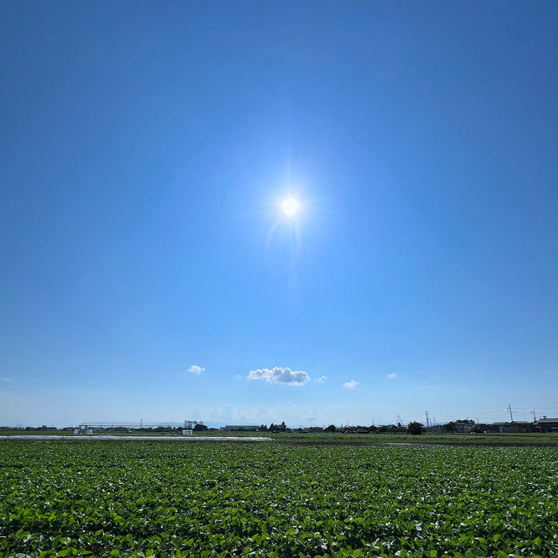 猫の夏バテを防ぐために｜快適に過ごすヒントと工夫