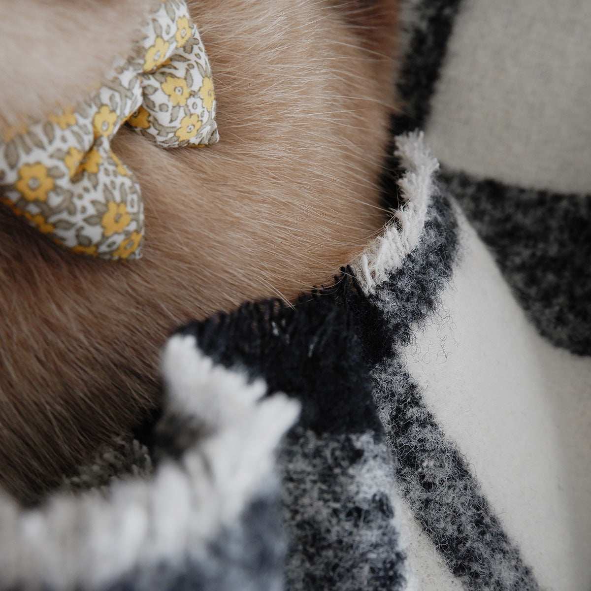 Wool Cat Blanket (ウールキャットブランケット)【チェックループツイード】