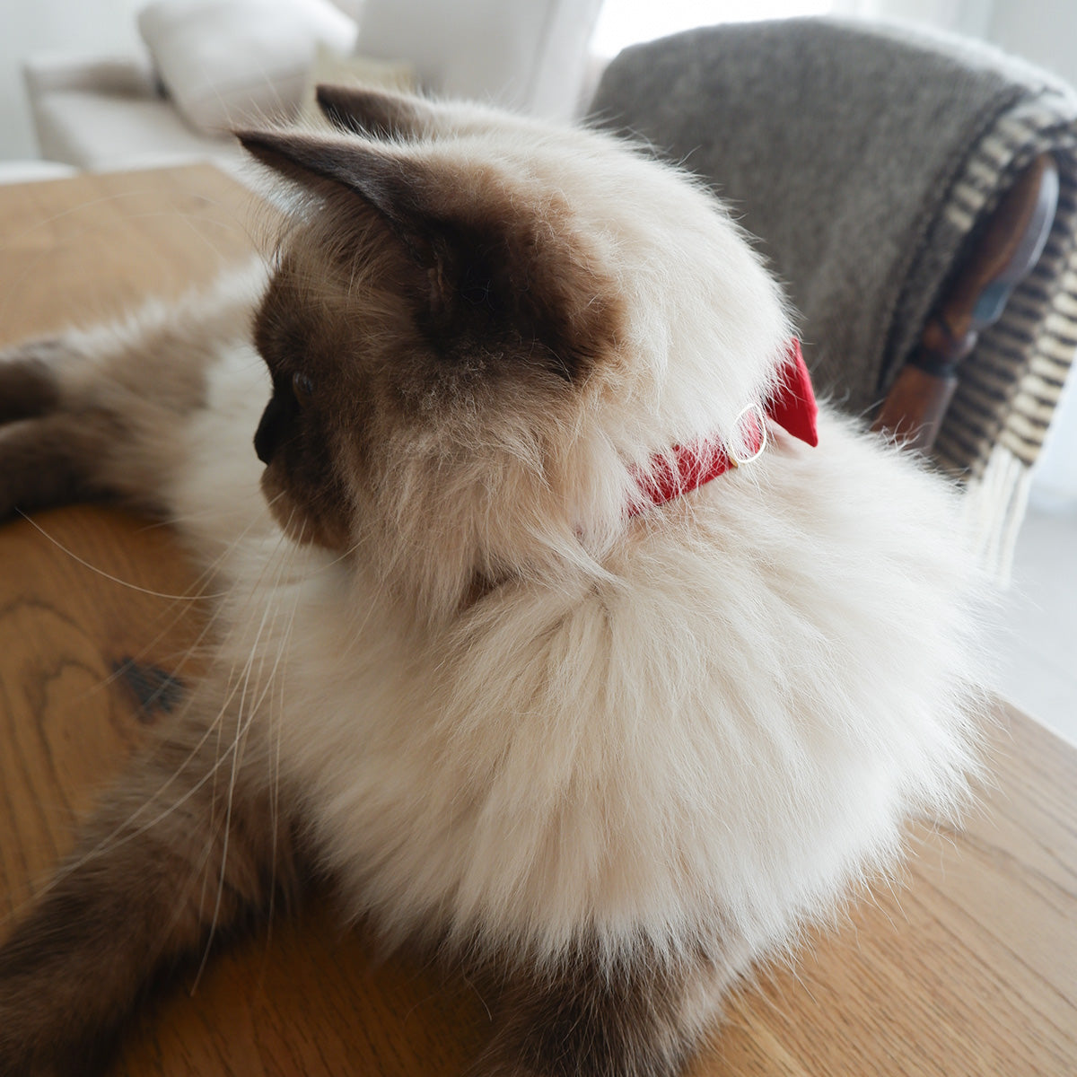 猫にやさしいコットン首輪/リボン【Red】