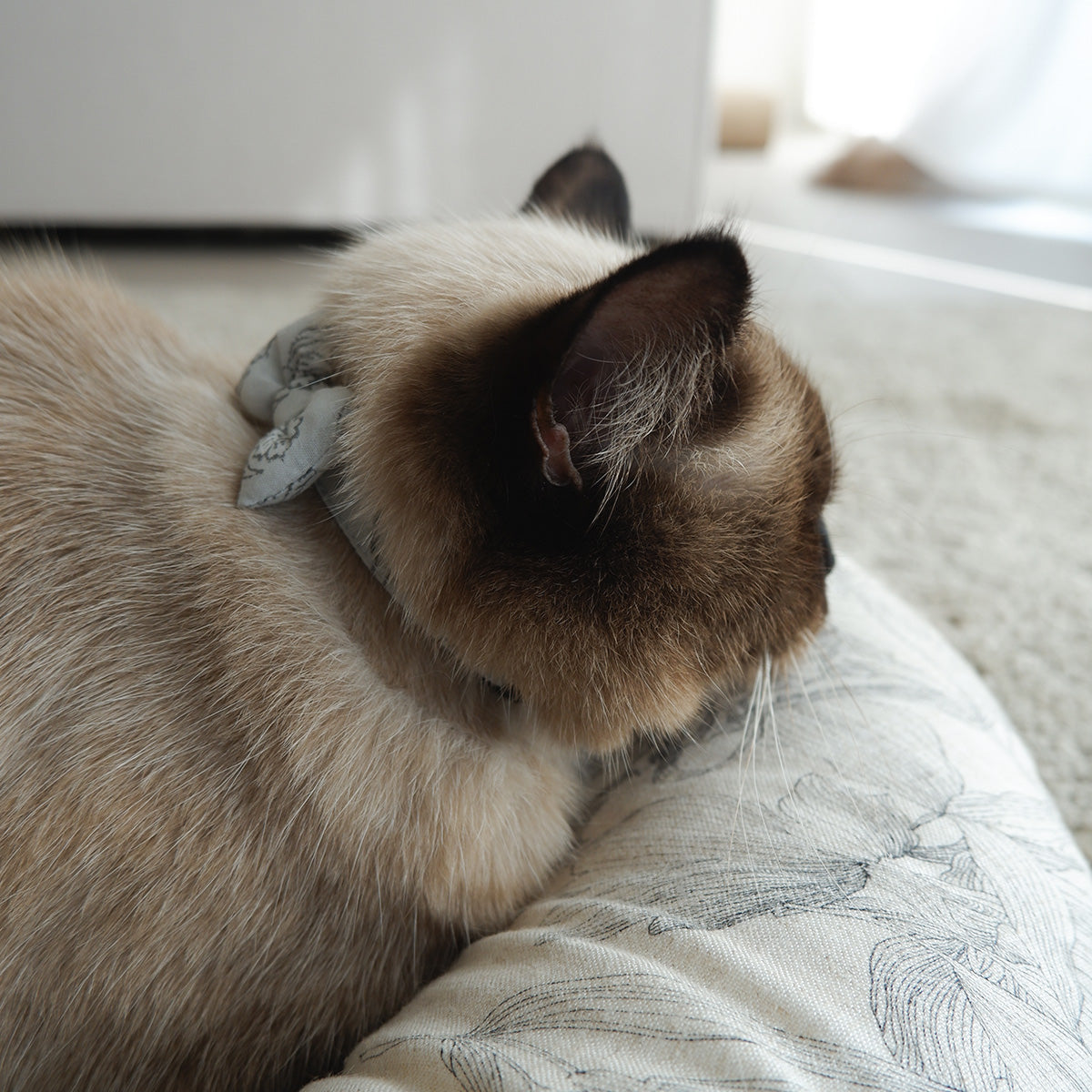 고양이 친화적인 코튼 목걸이/리본【도트미니언/마카롱】 