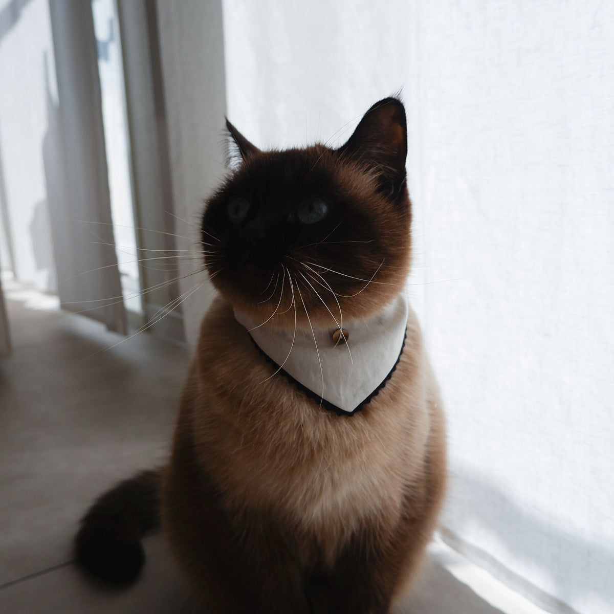 猫にやさしいスタイカラー【Trim Lace/マッシュルーム】