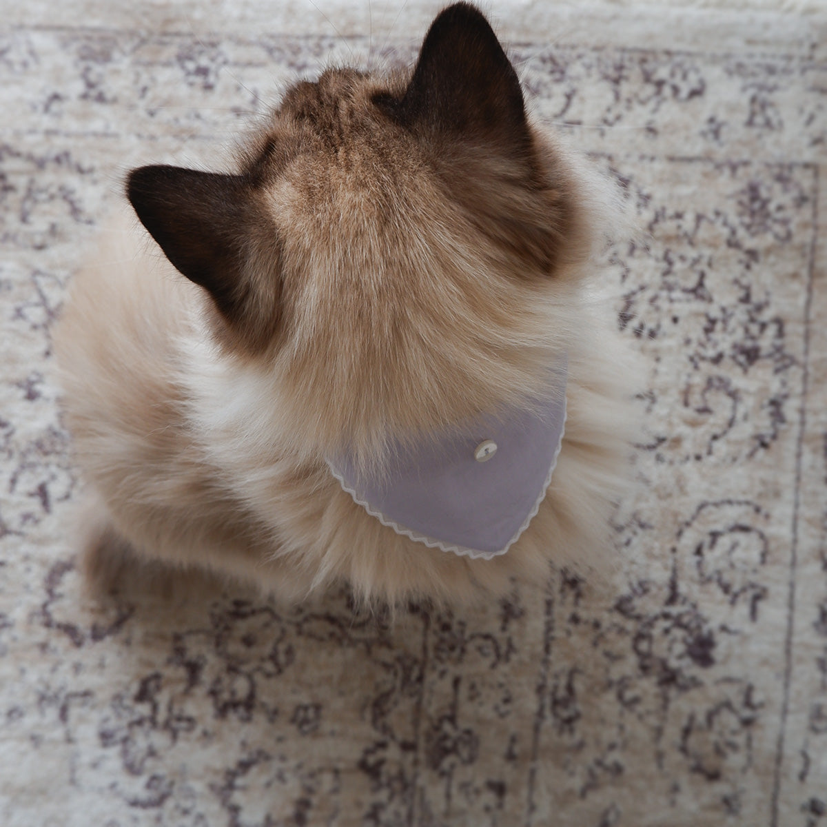 猫にやさしいスタイカラー【Trim Lace/ラベンダー】