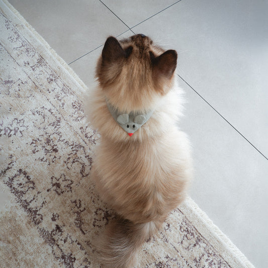 aaco×Onddoka 猫にやさしいスタイカラー【ねずみグレー】