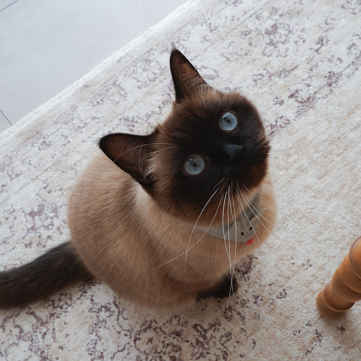 aaco×Onddoka 猫にやさしいスタイカラー【ねずみグレー】