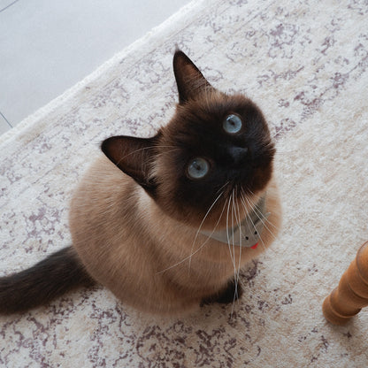 aaco×Onddoka 猫にやさしいスタイカラー【ねずみグレー】