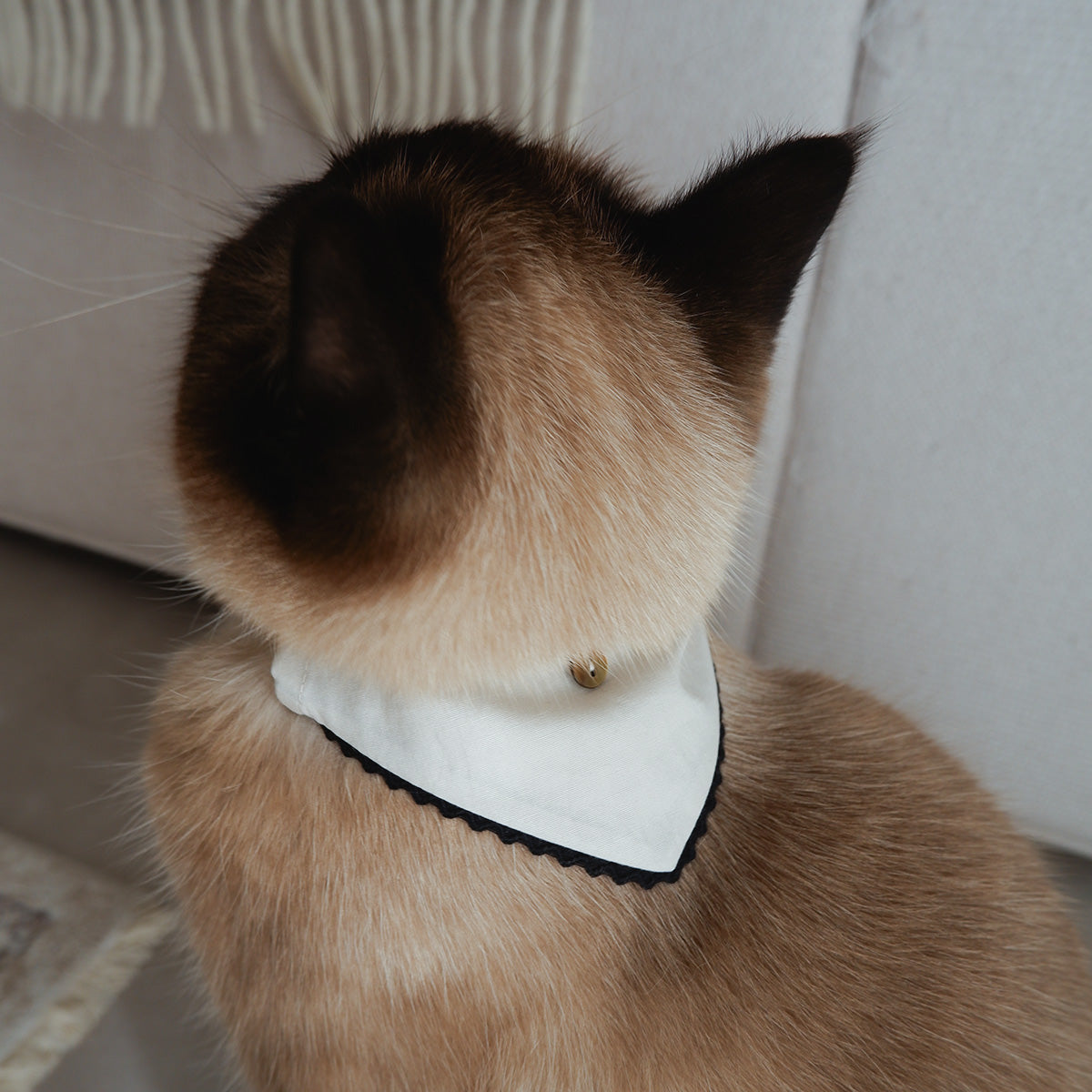 猫にやさしいスタイカラー【Trim Lace/マッシュルーム】