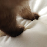 〈New color〉Wool Cat Blanket (ウールキャットブランケット)【OW】