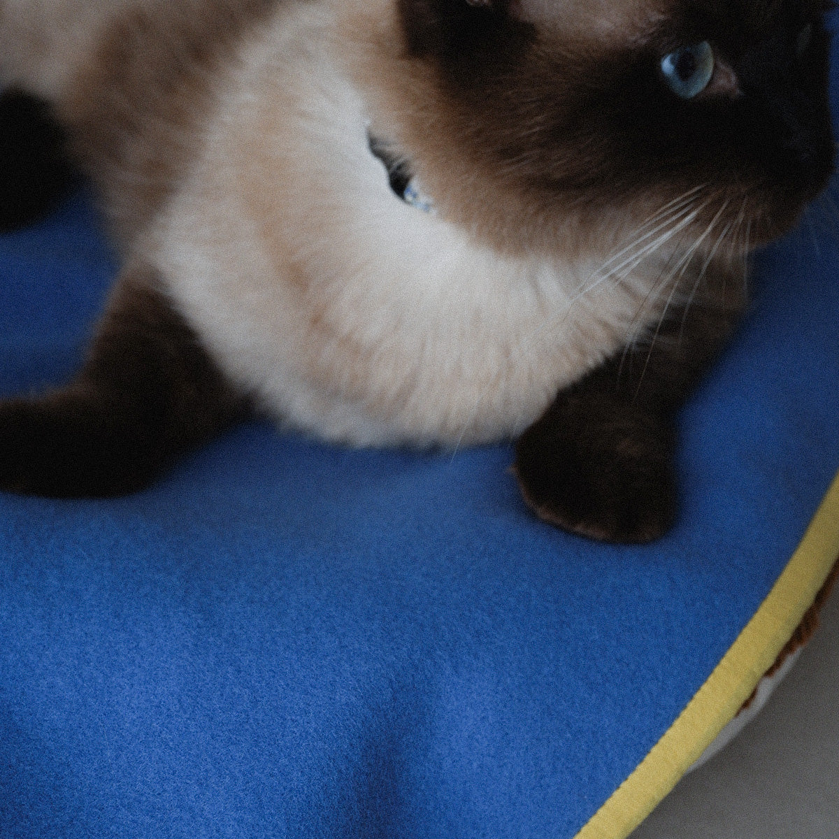 〈New color〉Wool Cat Blanket (ウールキャットブランケット)【Blue】