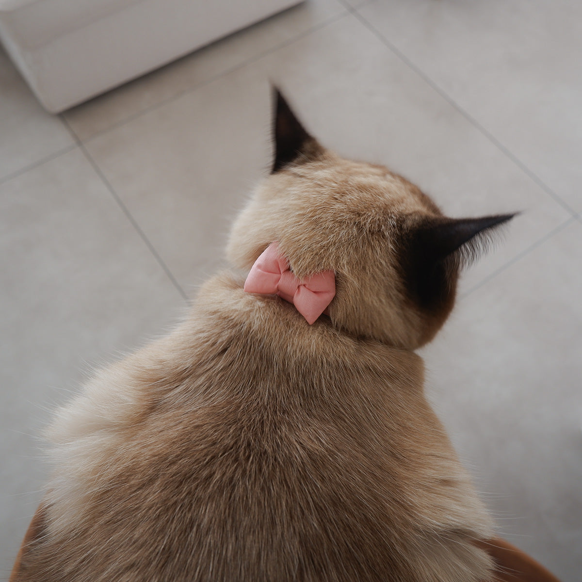 고양이 친화적인 코튼 목걸이/리본【블루】