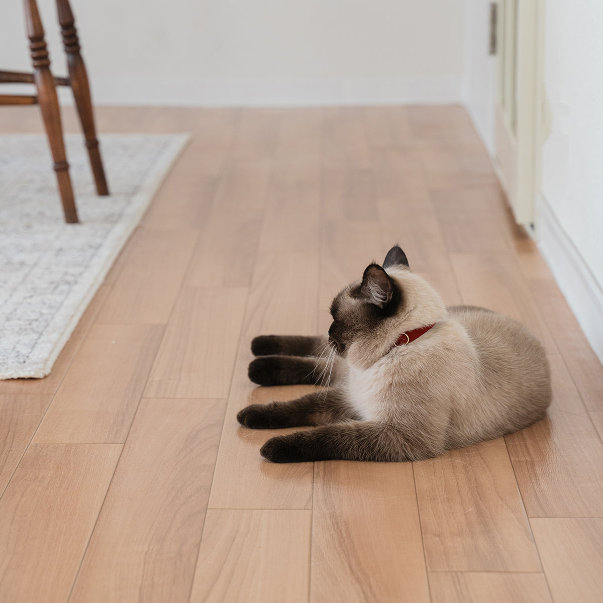 猫にやさしいコットン首輪/リボンなし【フレンチコーデュロイ/スモークレッド】