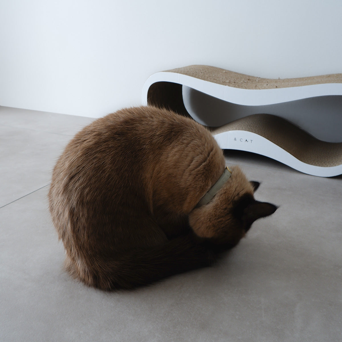 5/20発売〉猫にやさしいコットン首輪/リボンなし【ドットミニヨン