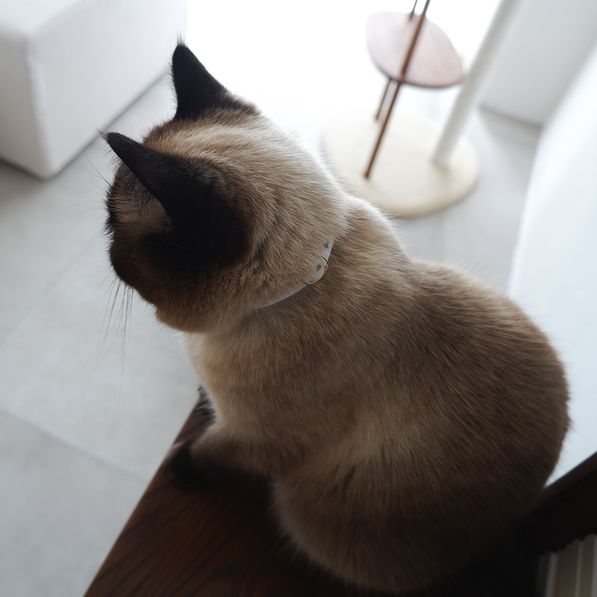 고양이 친화적 인 코튼 목걸이 / 리본 없음 [도트 미니 욘 / 마카롱] 