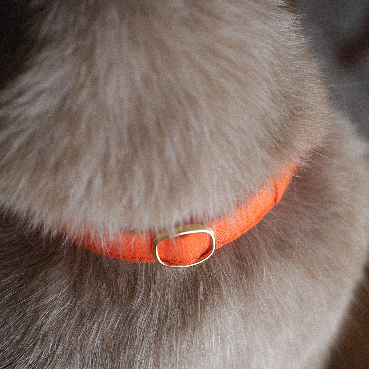 猫にやさしいコットン首輪/リボンなし【Orange/MW】