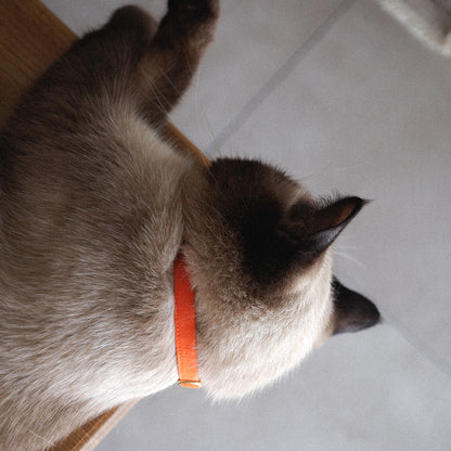 猫にやさしいコットン首輪/リボンなし【Orange/MW】