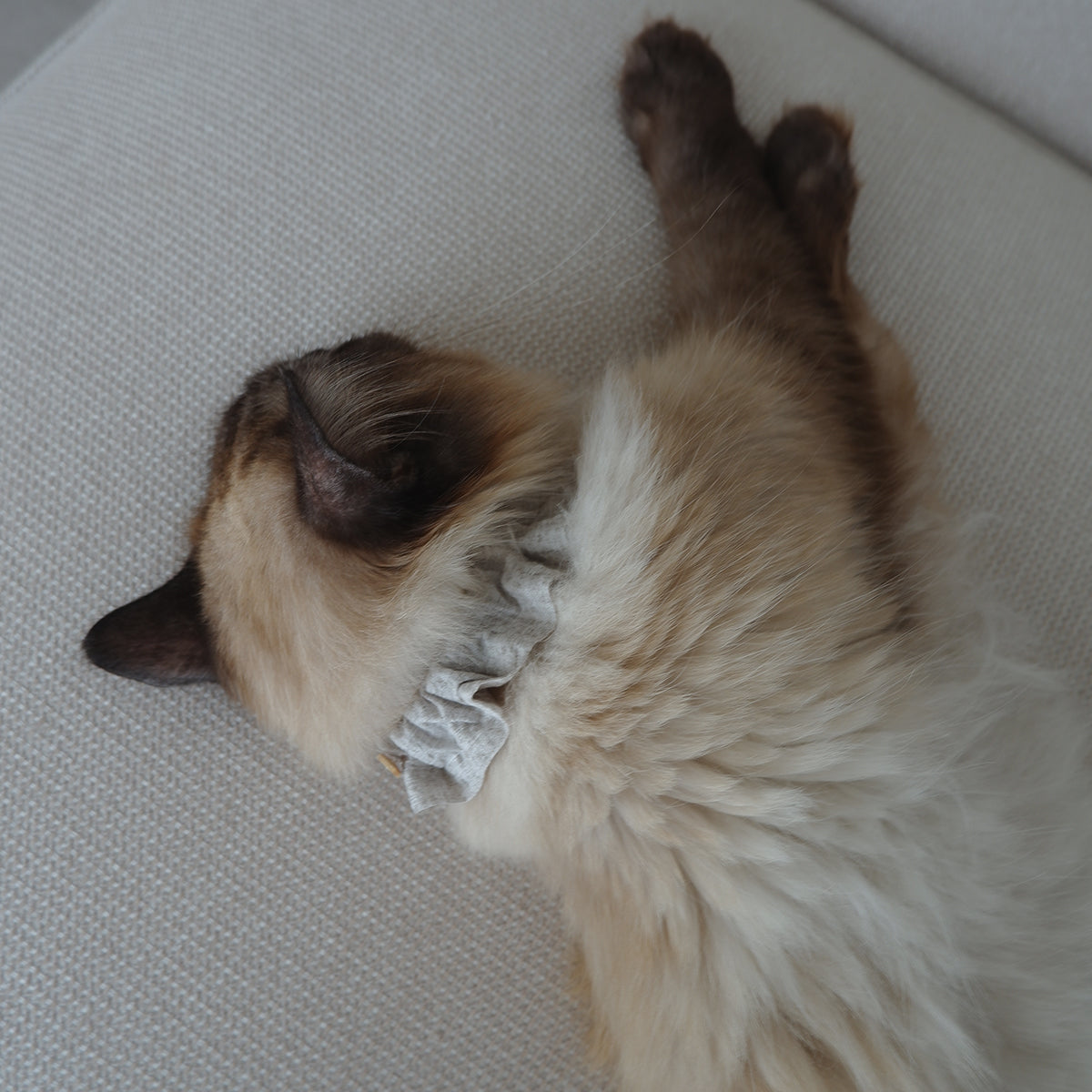 Cat-friendly cotton collar/frill [Liberty/Floral Impression]