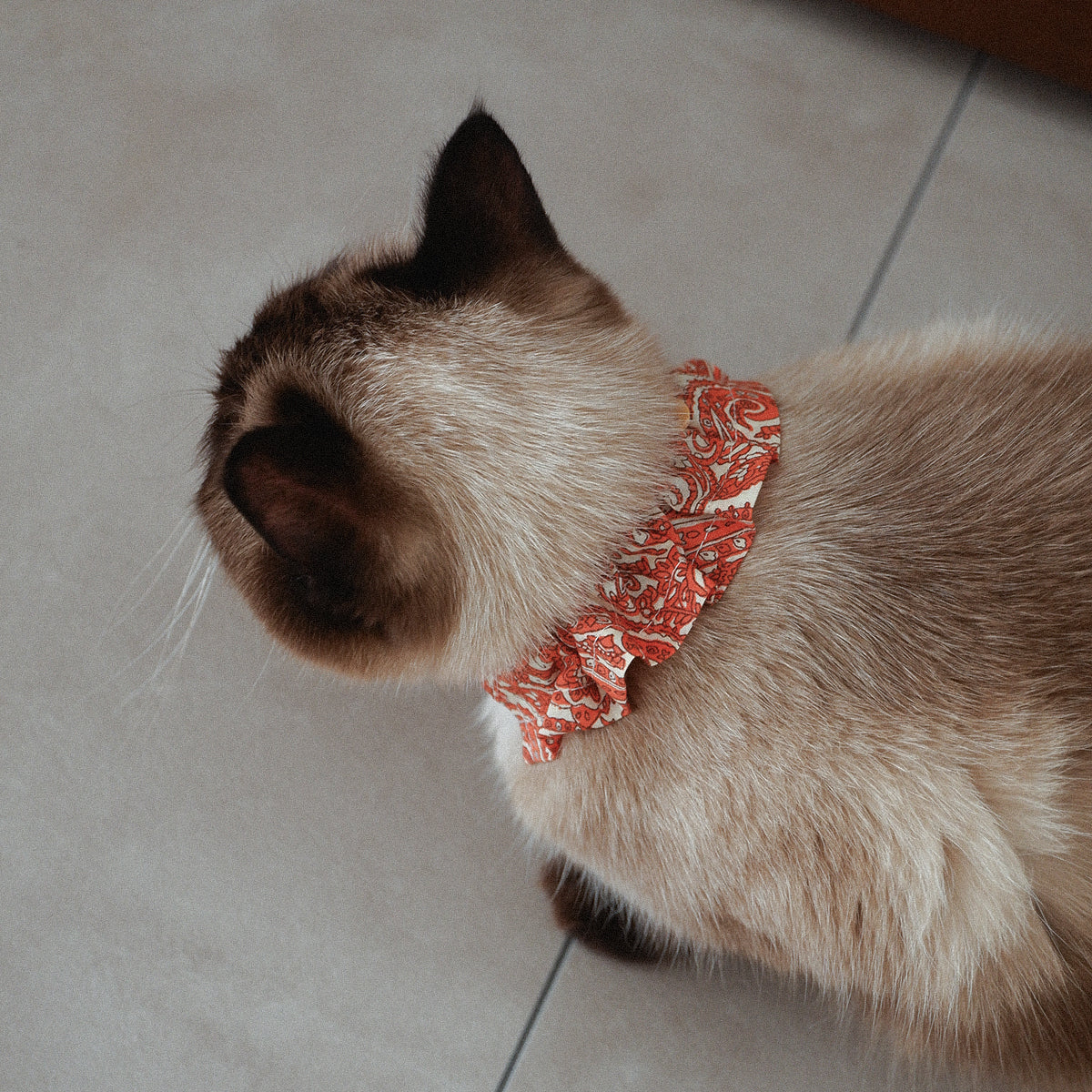猫にやさしいコットン首輪/フリル【Paisley scarf/OR】