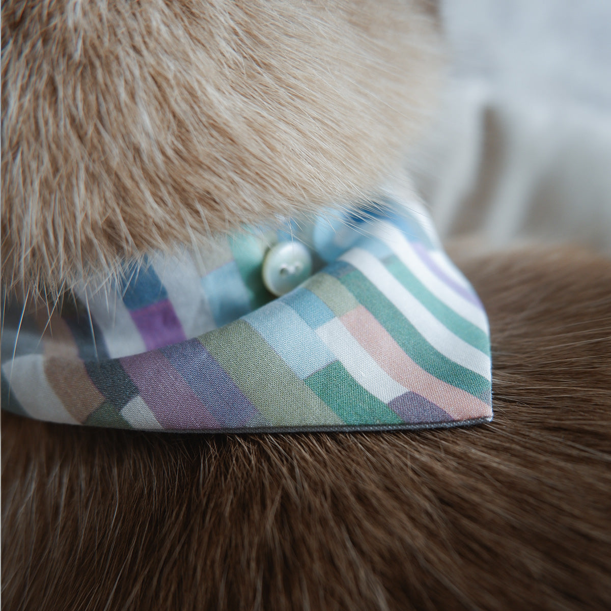 猫にやさしいスタイカラー【Liberty/Maksimus BU】