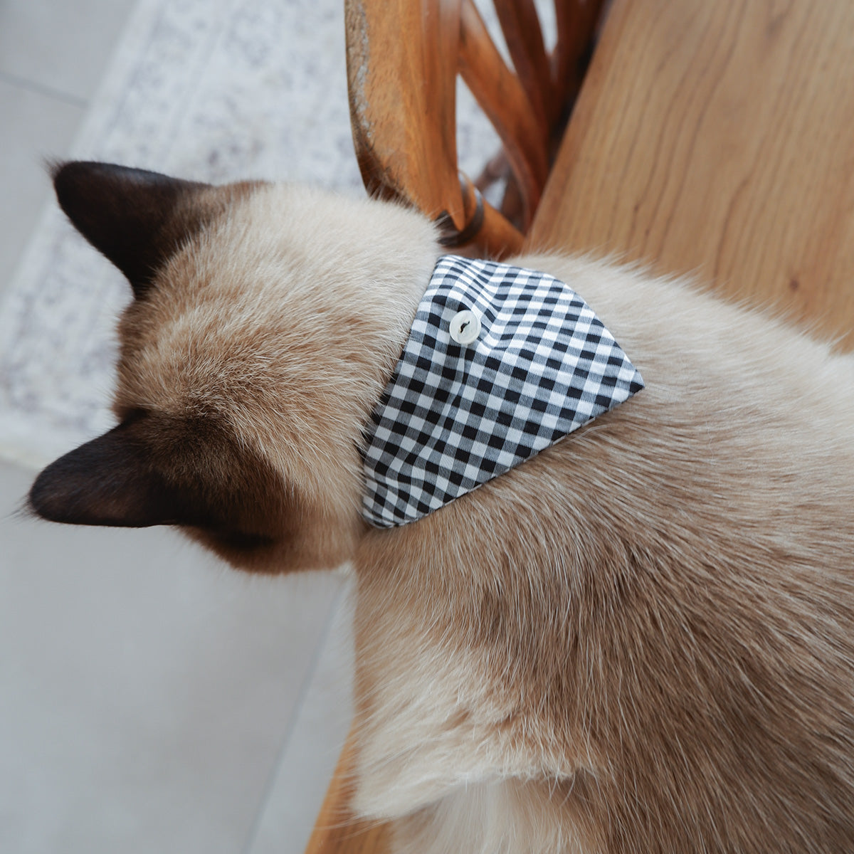 猫にやさしいスタイカラー【ギンガム/Black】