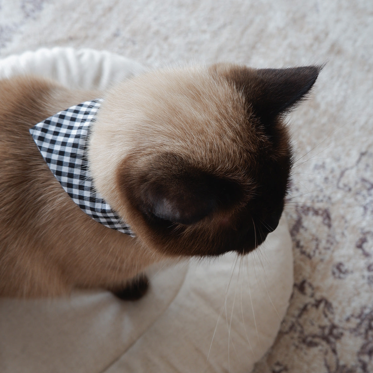 猫にやさしいスタイカラー【ギンガム/Black】