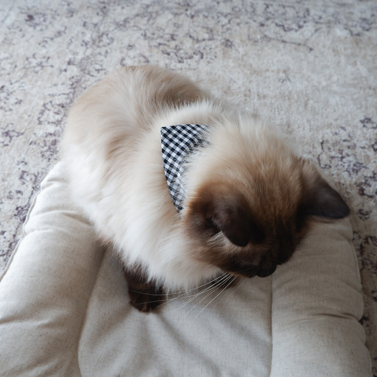 猫にやさしいスタイカラー【ギンガム/Black】