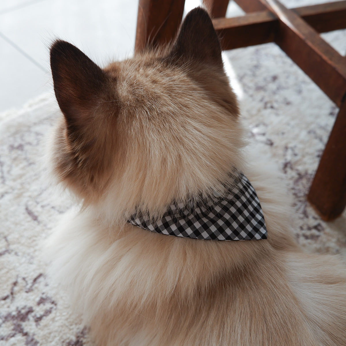 猫にやさしいスタイカラー【ギンガム/Black】