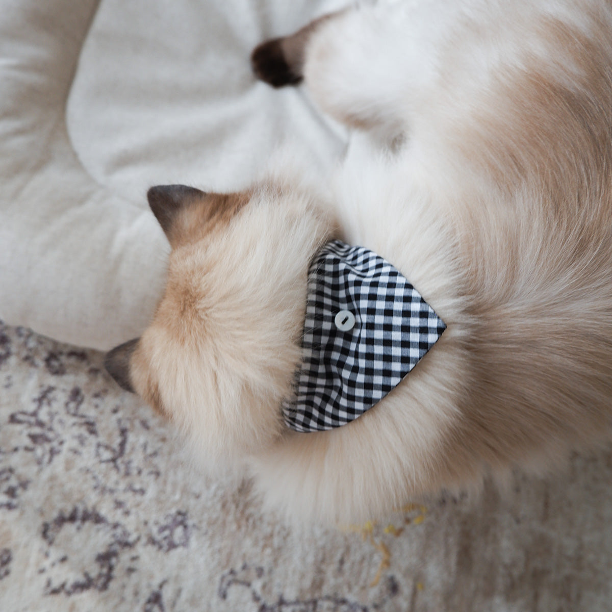 猫にやさしいスタイカラー【ギンガム/Black】