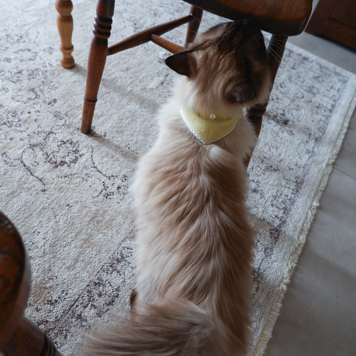 猫にやさしいスタイカラー【Trim Lace/カナリーイエロー】