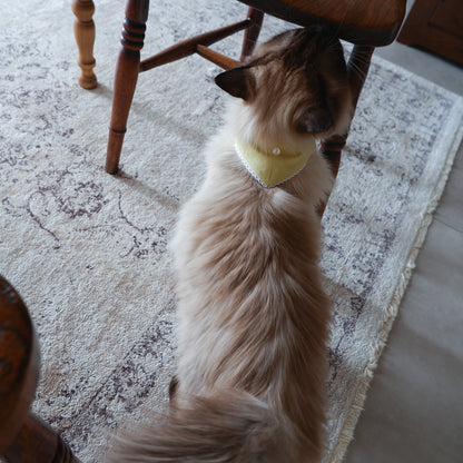 猫にやさしいスタイカラー【Trim Lace/カナリーイエロー】