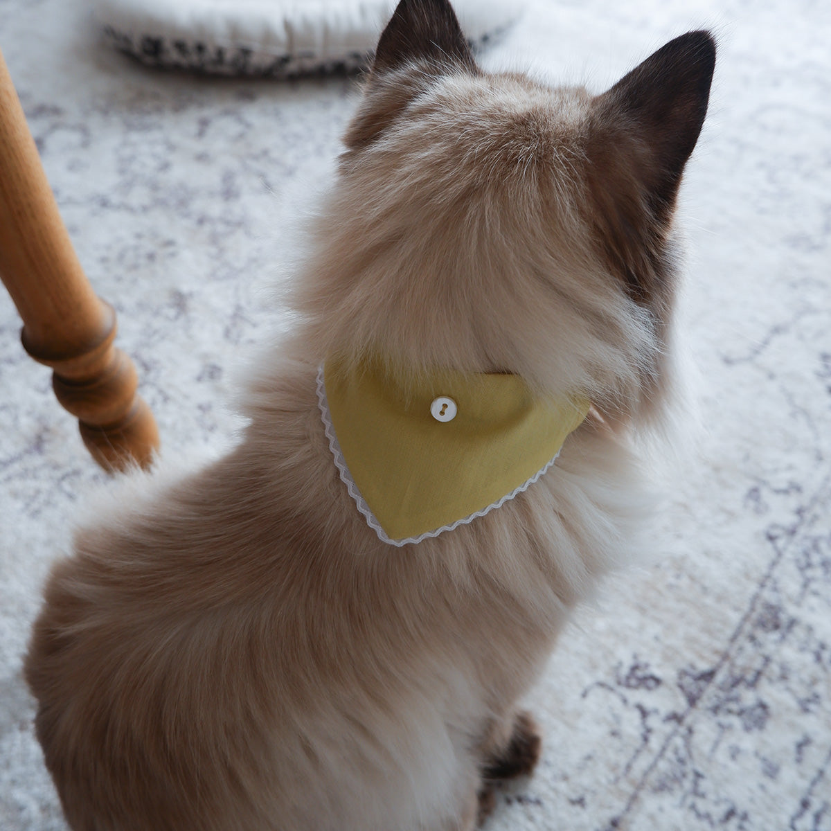 猫にやさしいスタイカラー【Trim Lace/カナリーイエロー】