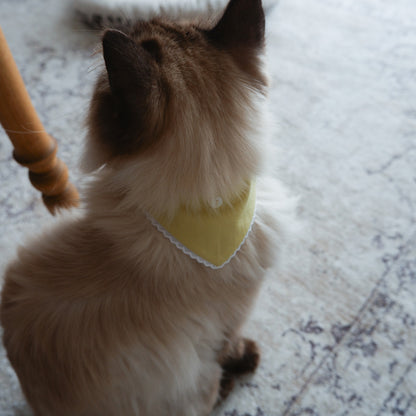 猫にやさしいスタイカラー【Trim Lace/カナリーイエロー】