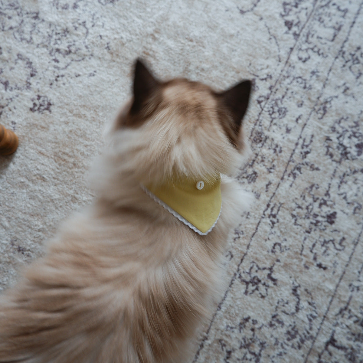 猫にやさしいスタイカラー【Trim Lace/カナリーイエロー】