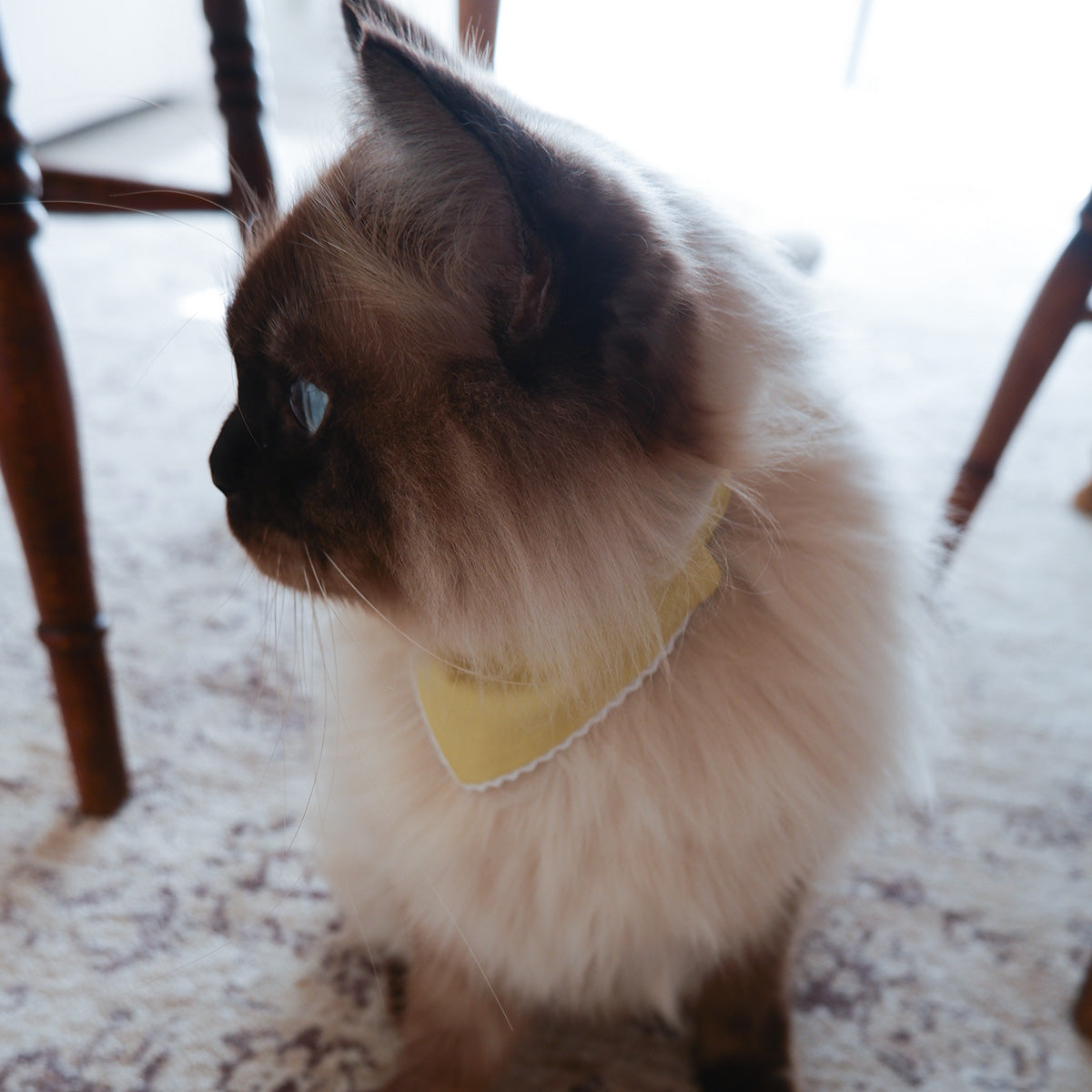 猫にやさしいスタイカラー【Trim Lace/カナリーイエロー】