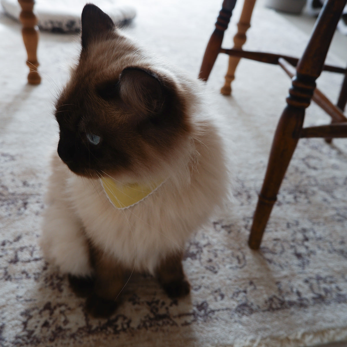 猫にやさしいスタイカラー【Trim Lace/カナリーイエロー】