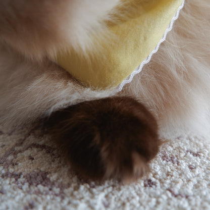 猫にやさしいスタイカラー【Trim Lace/カナリーイエロー】