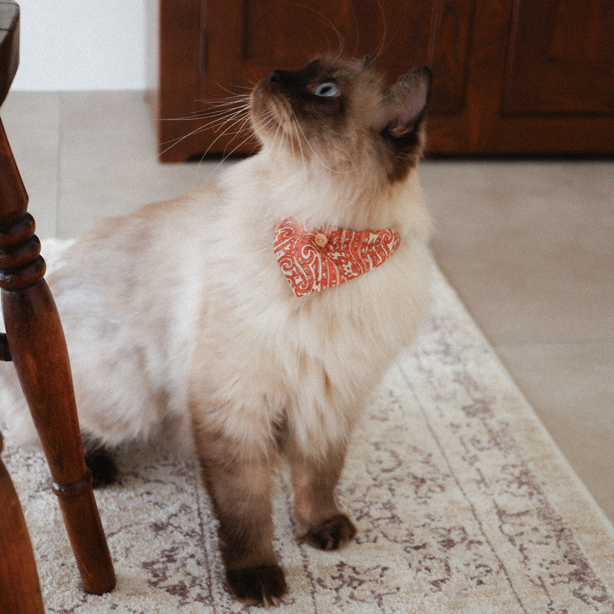 猫にやさしいスタイカラー【Paisley scarf/OR】
