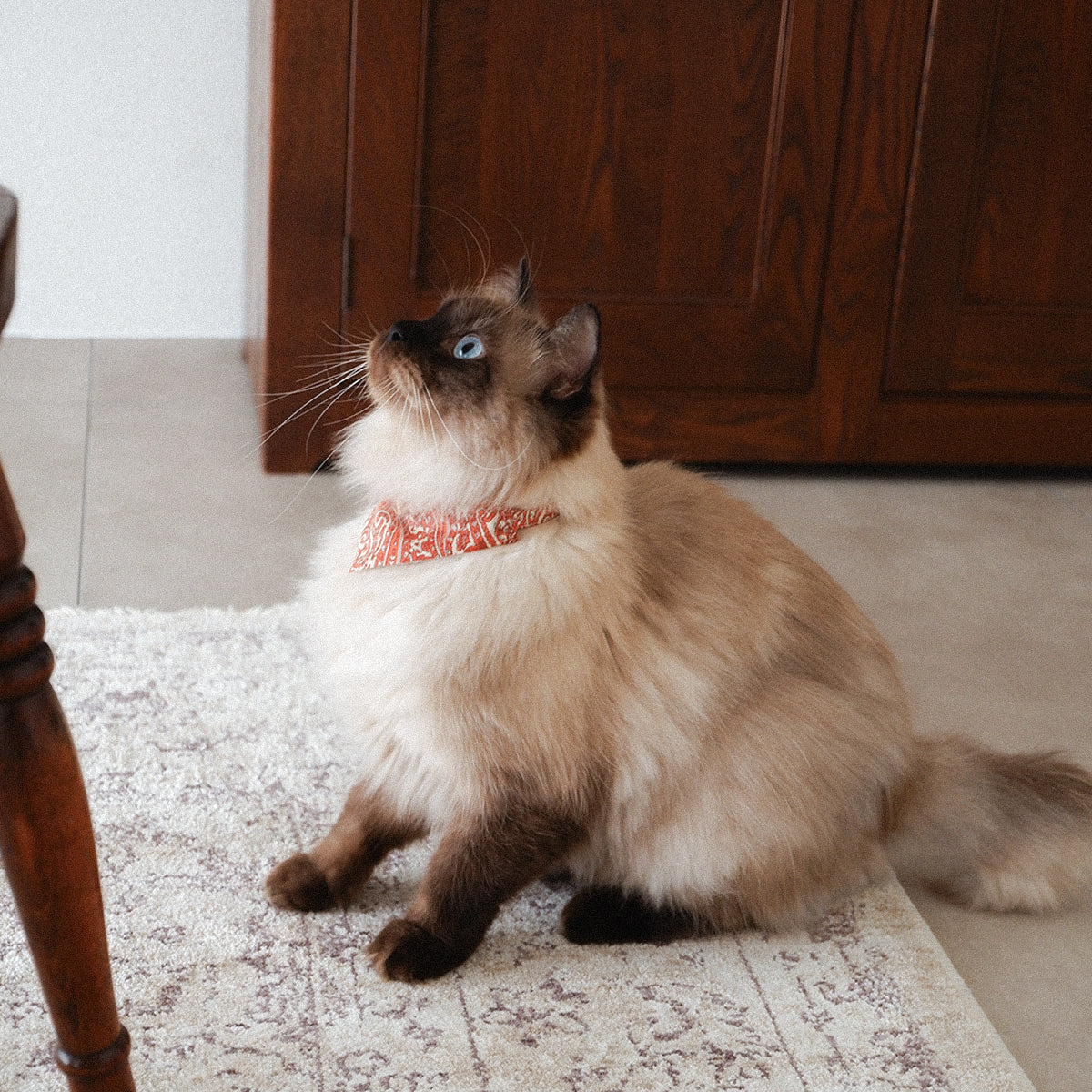 猫にやさしいスタイカラー【Paisley scarf/OR】
