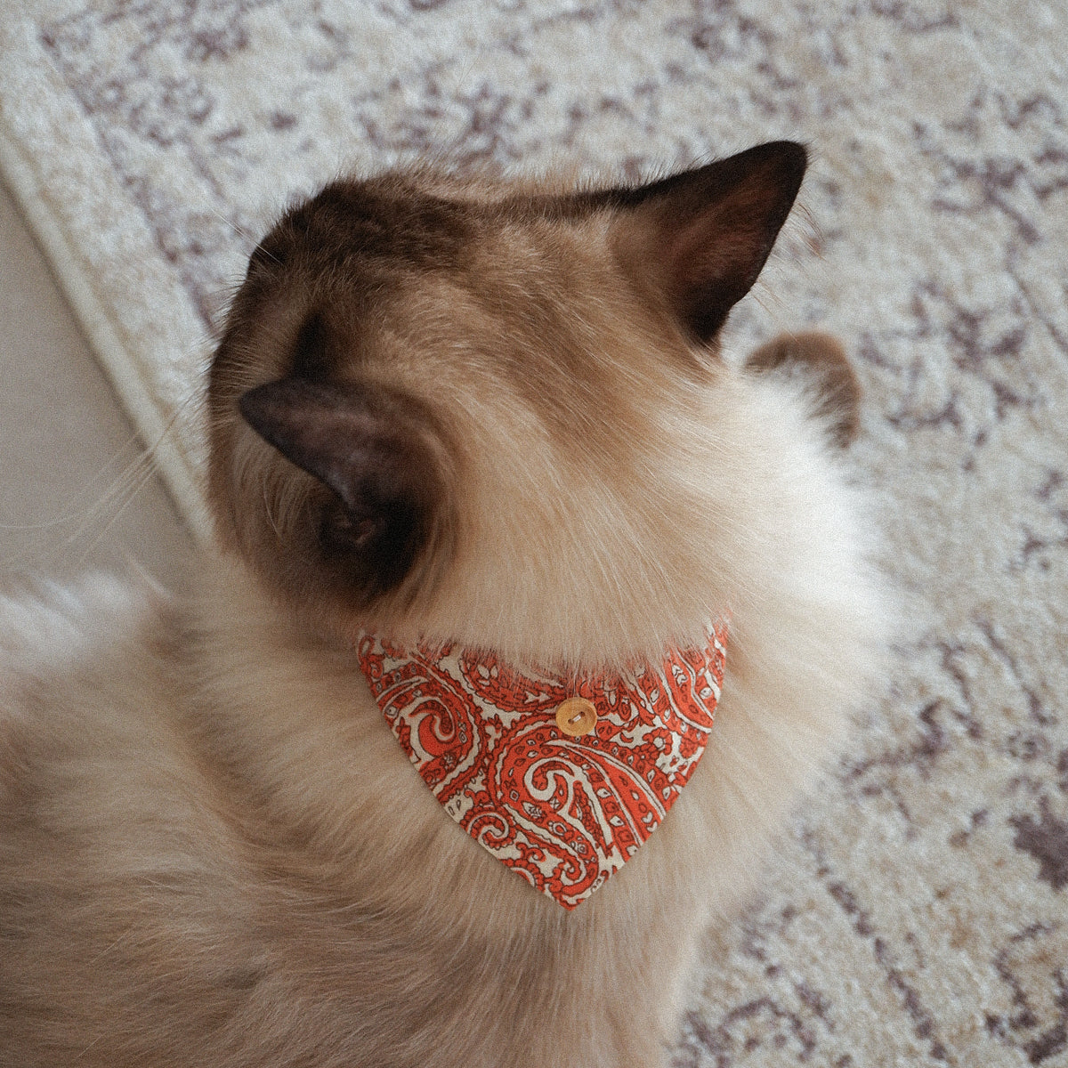 猫にやさしいスタイカラー【Paisley scarf/OR】