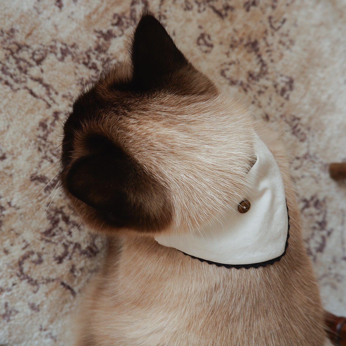 猫にやさしいスタイカラー【Trim Lace/マッシュルーム】