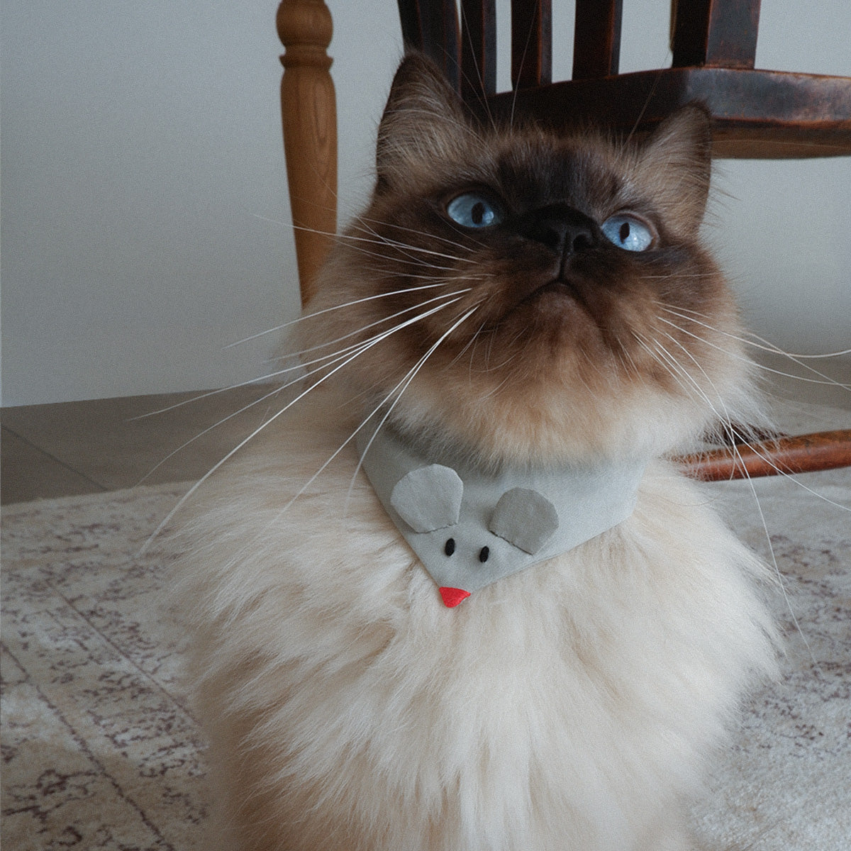 aaco×Onddoka 猫にやさしいスタイカラー【ねずみグレー】